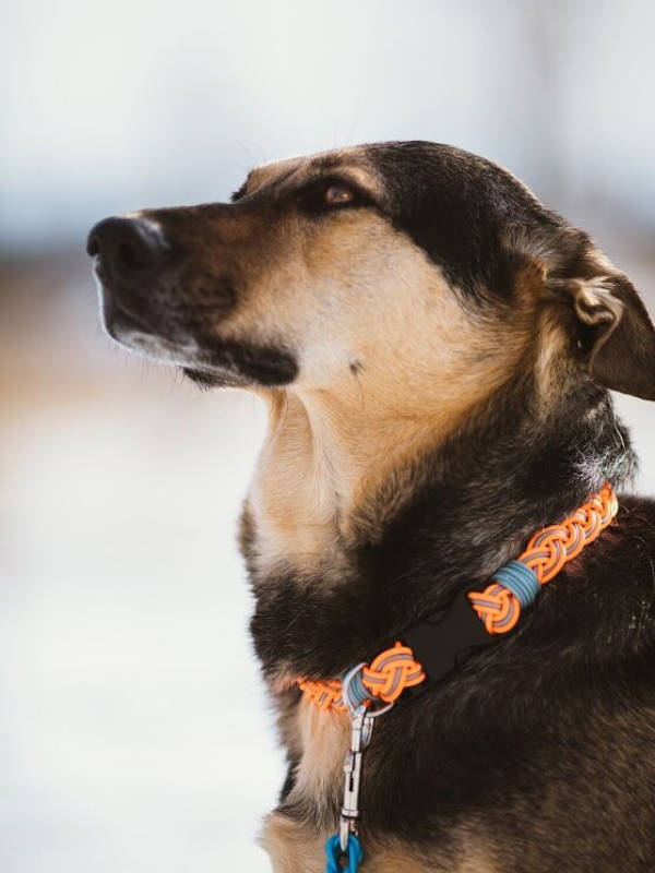 Flyvines Recycled Fly Line Dog Collar - Image 3