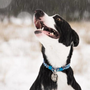flyvines dog collar