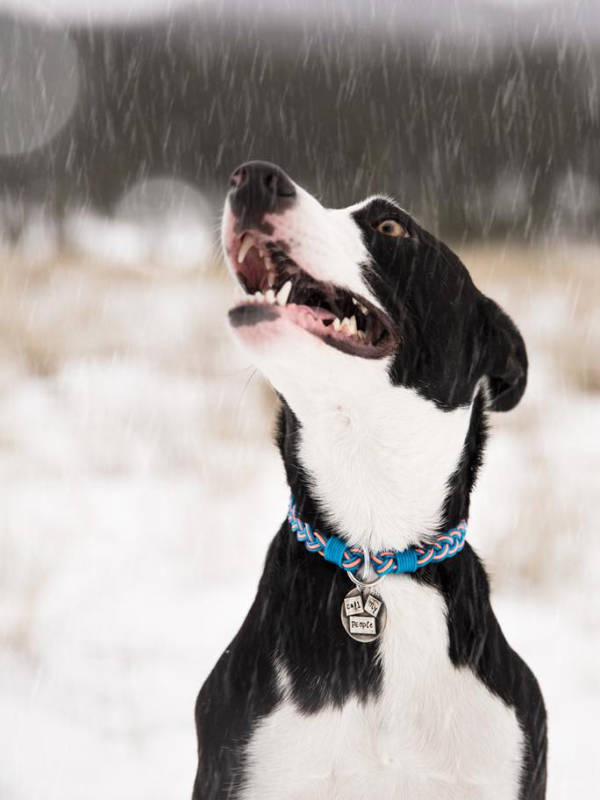 flyvines dog collar