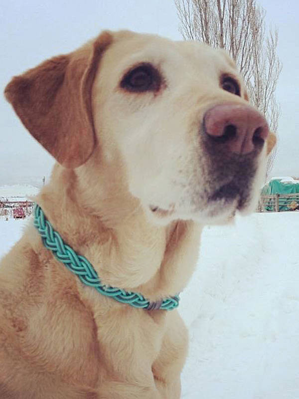 Flyvines Recycled Fly Line Dog Collar - Image 5